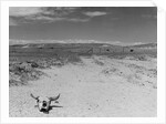Over Grazed Land by Anonymous
