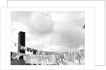 Laundry Drying on Clotheslines by Anonymous