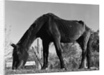 Old Horse by Anonymous