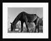 Old Horse by Anonymous