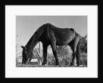 Old Horse by Anonymous