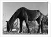 Old Horse by Anonymous