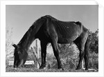 Old Horse by Anonymous