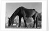 Old Horse by Anonymous