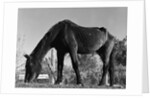 Old Horse by Anonymous