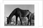 Old Horse by Anonymous