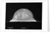 Trinity Fireball at .025 of a Second by Anonymous