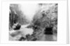 Tourists in Yellowstone National Park by Anonymous