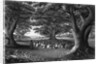 Missionary Beneath Trees by Anonymous