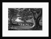 Missionary Beneath Trees by Anonymous