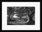 Missionary Beneath Trees by Anonymous