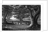 Missionary Beneath Trees by Anonymous