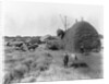 Alfalfa Haystack by Anonymous
