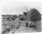 Alfalfa Haystack by Anonymous
