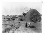 Alfalfa Haystack by Anonymous
