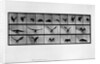 Animal locomotion by Anonymous