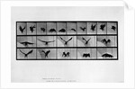Animal locomotion by Anonymous