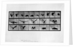 Animal locomotion by Anonymous