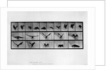 Animal locomotion by Anonymous