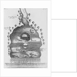 Engraving of Beaver Pond by Anonymous