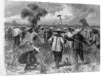Workers at a Sugar Plantation by Anonymous