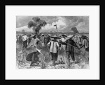 Workers at a Sugar Plantation by Anonymous