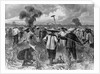 Workers at a Sugar Plantation by Anonymous