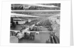 Production Line of B-24 Liberators by Anonymous