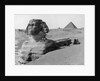 The Great Sphinx in the Desert by Anonymous