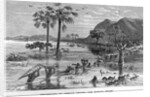 Stanley Crossing Swamp by Anonymous