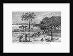 Stanley Crossing Swamp by Anonymous