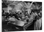 Women Canning Oysters by Anonymous