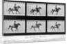 THe Horse In Motion Illustrated In Maybridge by Anonymous
