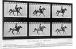THe Horse In Motion Illustrated In Maybridge by Anonymous