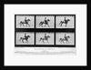 THe Horse In Motion Illustrated In Maybridge by Anonymous