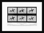 THe Horse In Motion Illustrated In Maybridge by Anonymous