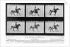 THe Horse In Motion Illustrated In Maybridge by Anonymous
