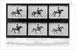 THe Horse In Motion Illustrated In Maybridge by Anonymous