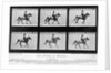 THe Horse In Motion Illustrated In Maybridge by Anonymous