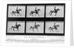 THe Horse In Motion Illustrated In Maybridge by Anonymous