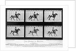 THe Horse In Motion Illustrated In Maybridge by Anonymous