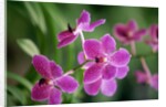 Purple Orchid by Anonymous