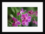 Purple Orchid by Anonymous