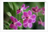 Purple Orchid by Anonymous