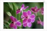 Purple Orchid by Anonymous