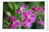 Purple Orchid by Anonymous