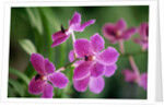 Purple Orchid by Anonymous
