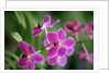 Purple Orchid by Anonymous
