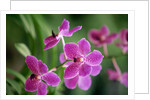 Purple Orchid by Anonymous