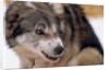 Sled Dog Snarling by Anonymous